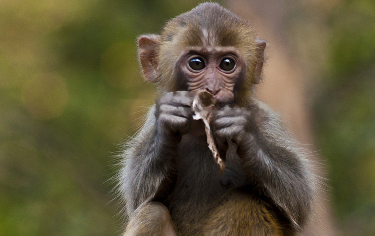 Characteristics Siberia