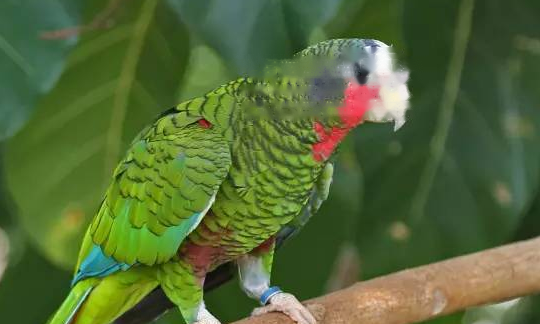 Orange-winged Feeding