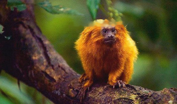 What do lion tamarins eat-Blog-Professional platform for pets, dogs and