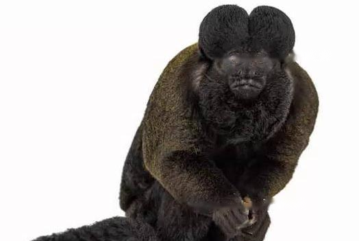 Characteristics Characteristics