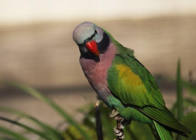 Characteristics Characteristics