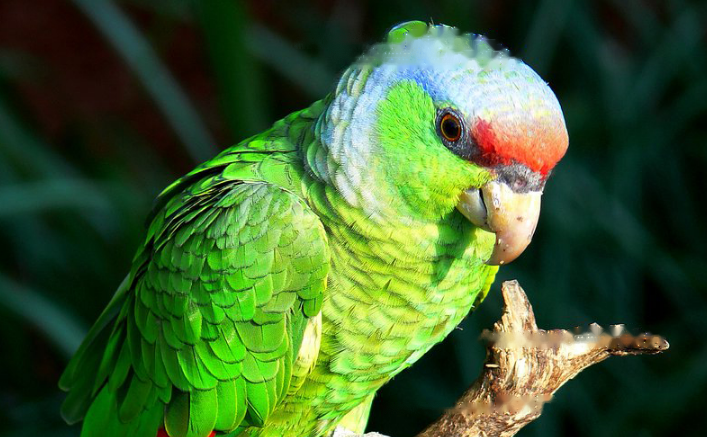 Purple-crowned Purple-crowned