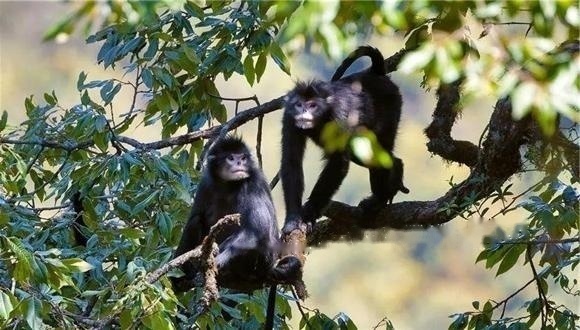 Characteristics Characteristics