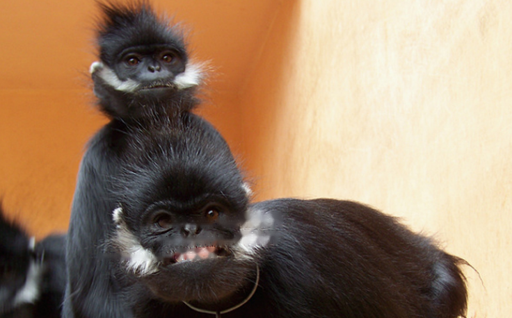 Characteristics Characteristics