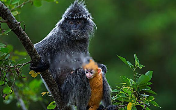 Characteristics Characteristics