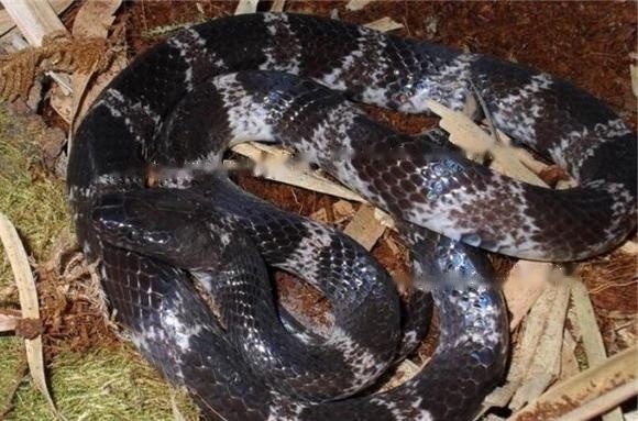 Black-backed Black-backed