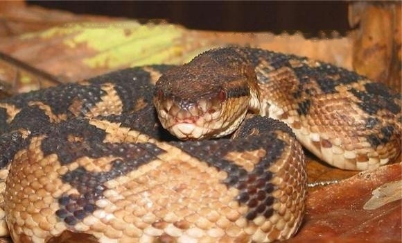 Characteristics Characteristics