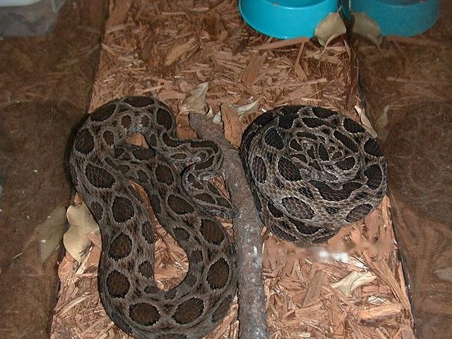 round-spotted Efficacy