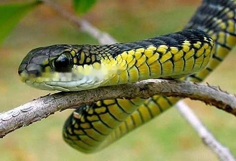 Characteristics Characteristics