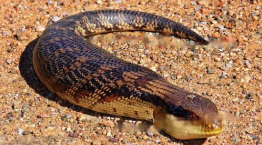 Characteristics Characteristics