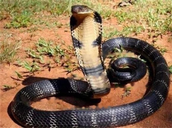 Characteristics Characteristics