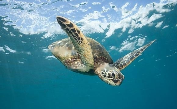 Do green sea turtles hibernate?-Blog-Professional platform for pets ...