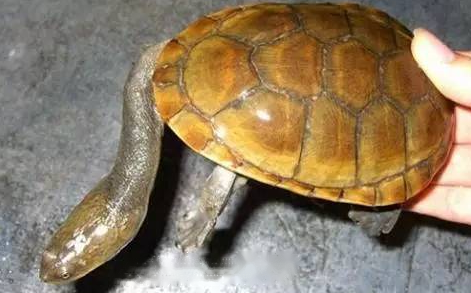 Red-headed Red-headed