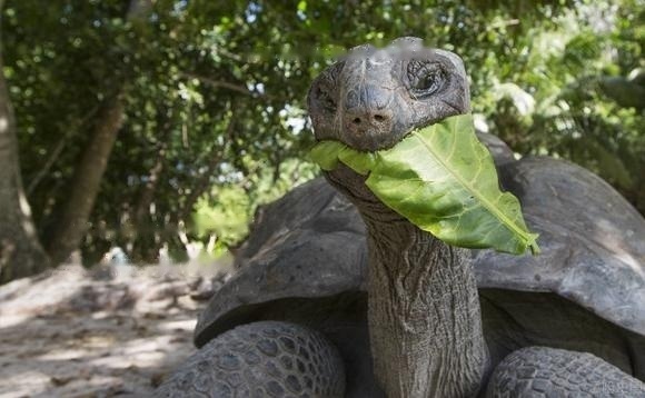 Can Aldabra