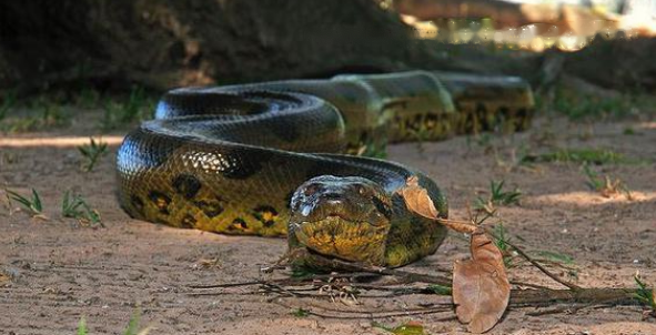 Characteristics Characteristics