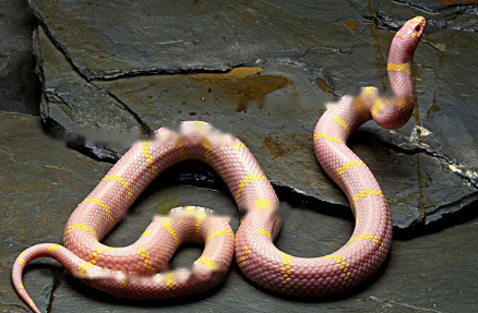 Efficacy ash-bellied