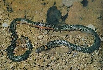 Characteristics Characteristics