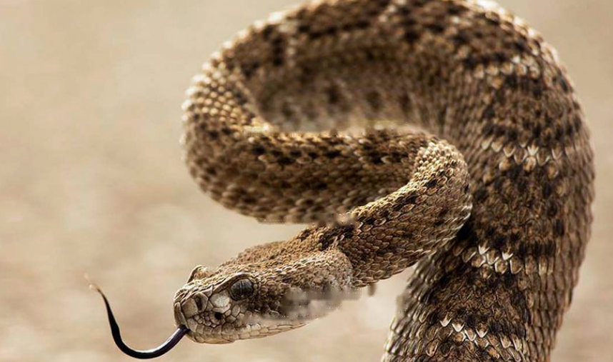 Rattlesnake