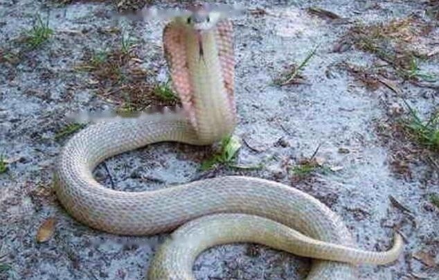 Characteristics Red-necked