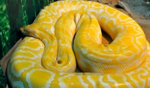 Can golden pythons be domesticated?-Blog-Professional platform for pets ...