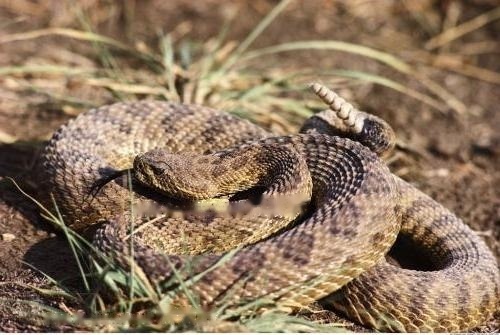 Rattlesnake