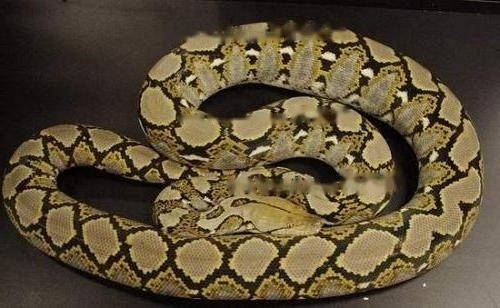 Efficacy Reticulated