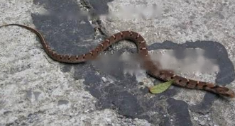 Efficacy Flower-tailed