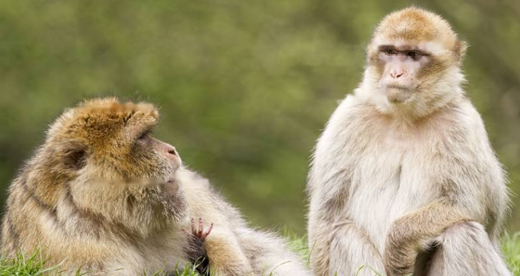 Mediterranean Mediterranean