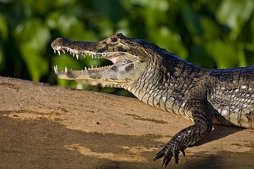 Characteristics Characteristics