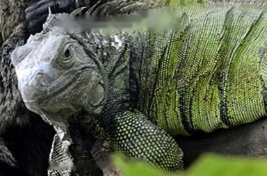 Can Iguanas
