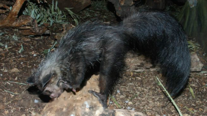 Features Characteristics