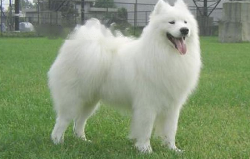 Samoyed Samoyed