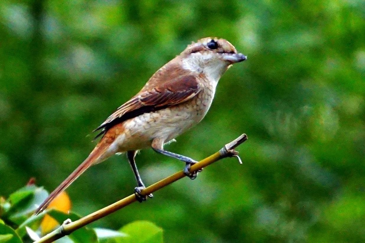 What food does red-tailed shrike eat