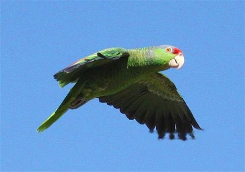 Characteristics Characteristics