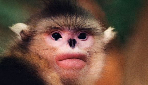 Characteristics Dian