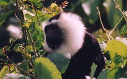 Characteristics Characteristics