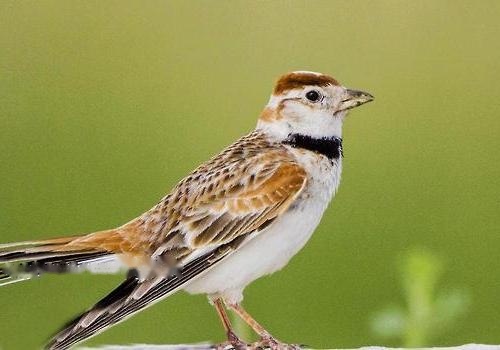 Characteristics Characteristics