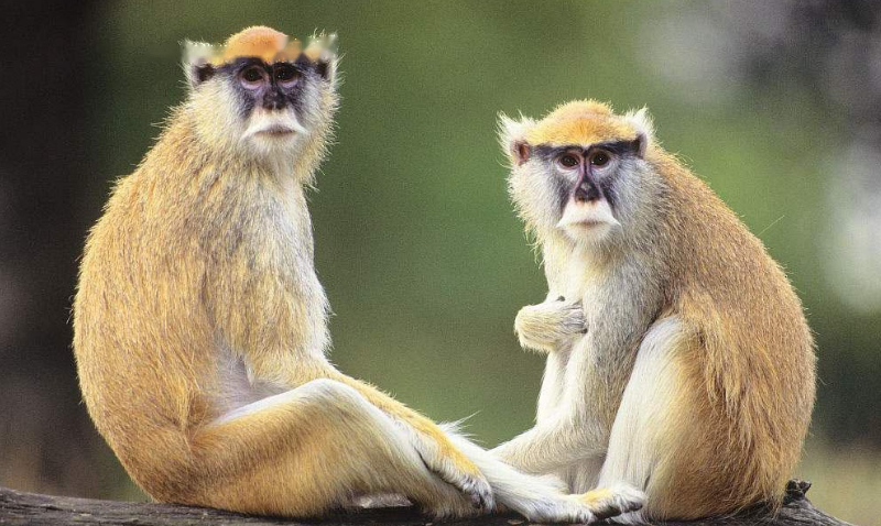 Characteristics Characteristics