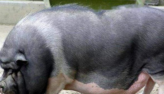 Vietnamese Vietnamese