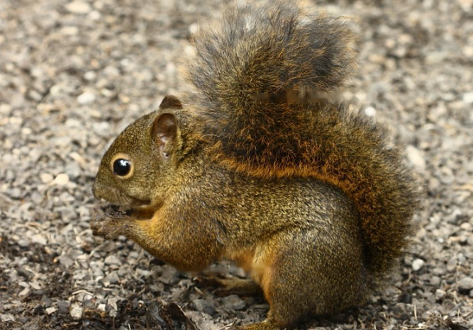 Red-tailed Red-tailed