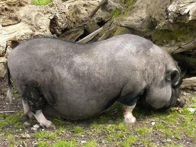 How much is a Vietnamese pot-bellied pig