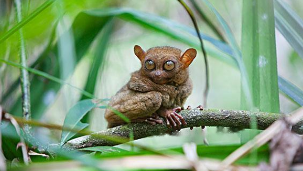 tarsier