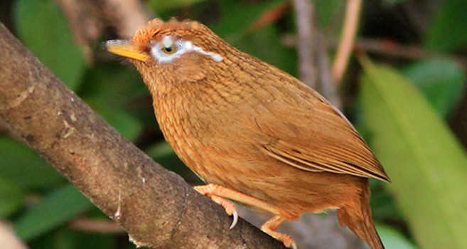 Characteristics thrush