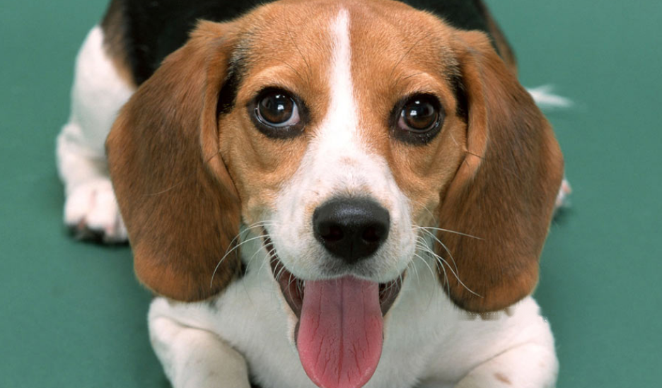 Beagle