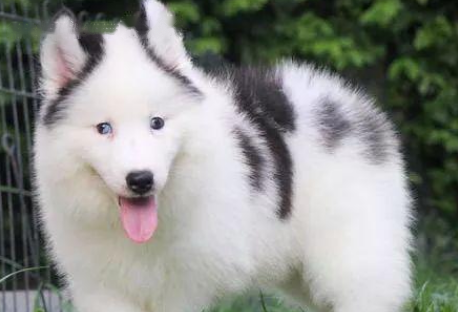 Is Samoyed
