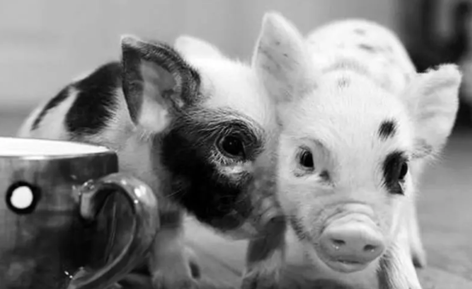 Gloucestershire Gloucestershire