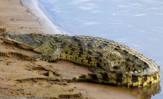 Characteristics Gustav