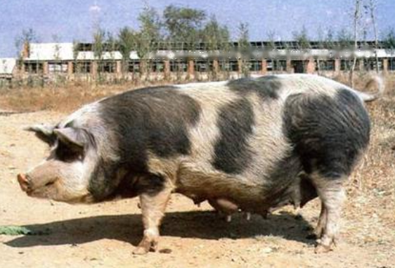 Cultivation Northeast