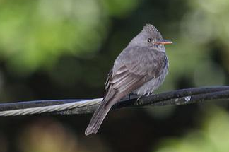 What food do green flycatchers eat