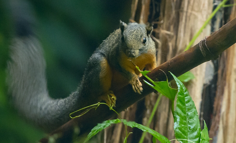 Yellow-footed Yellow-footed